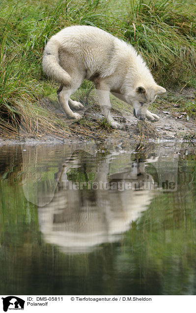 Polarwolf / polar wolf / DMS-05811