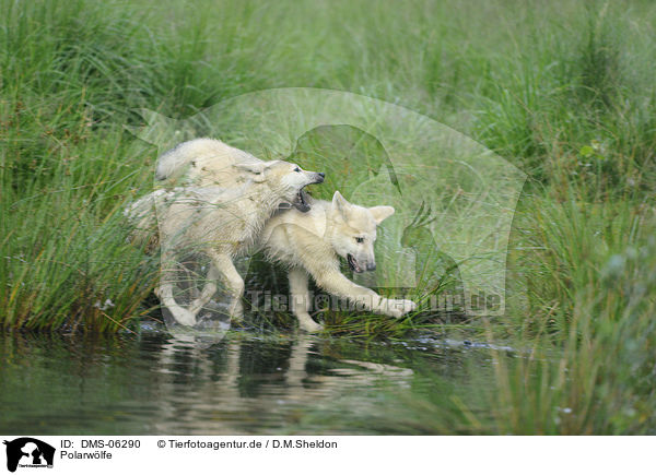 Polarwlfe / polar wolves / DMS-06290