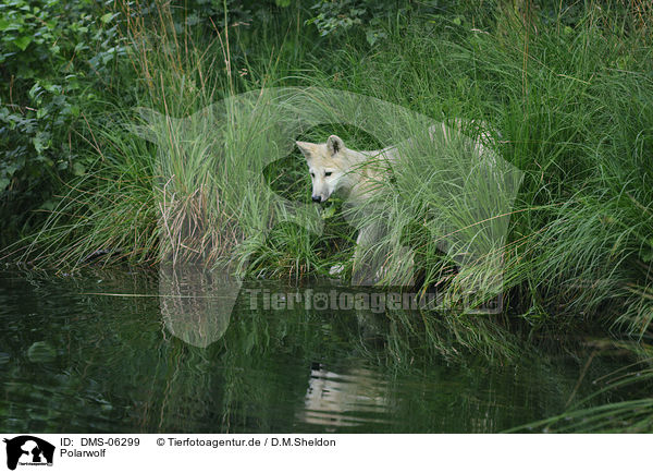 Polarwolf / polar wolf / DMS-06299
