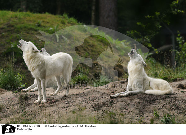 Polarwlfe / polar wolves / DMS-06618