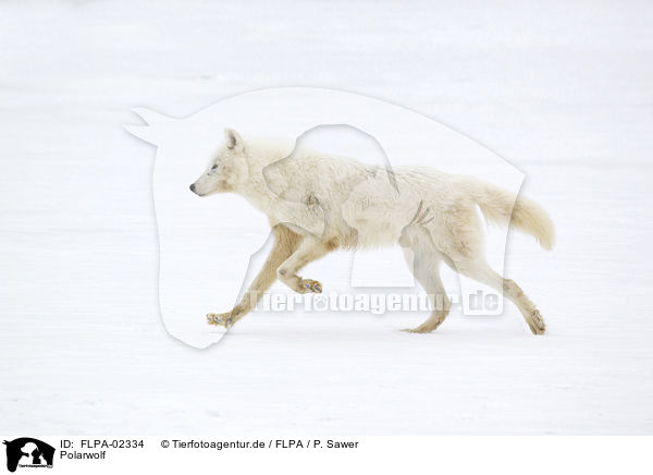 Polarwolf / FLPA-02334