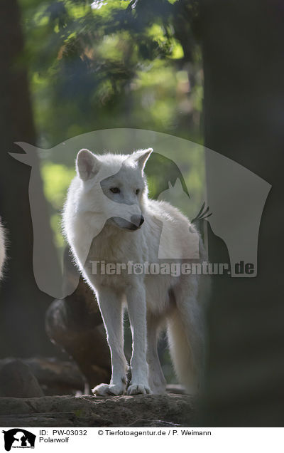 Polarwolf / arctic wolf / PW-03032