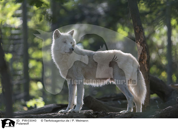 Polarwolf / PW-03040