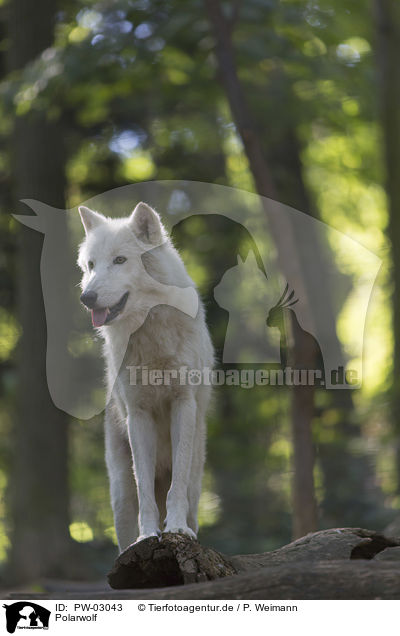 Polarwolf / arctic wolf / PW-03043