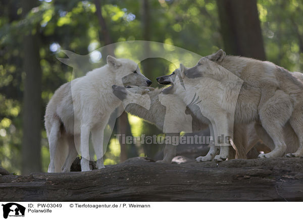 Polarw�lfe / arctic wolves / PW-03049