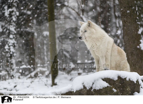 Polarwolf / arctic wolf / PW-03054