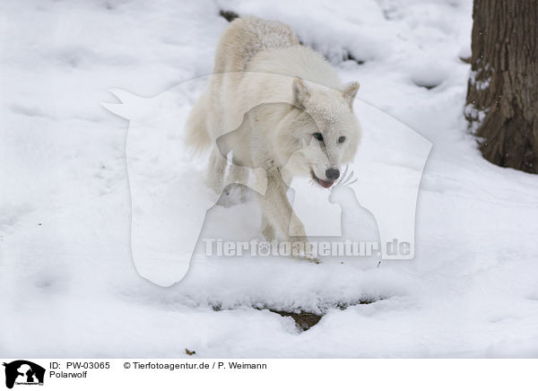 Polarwolf / arctic wolf / PW-03065