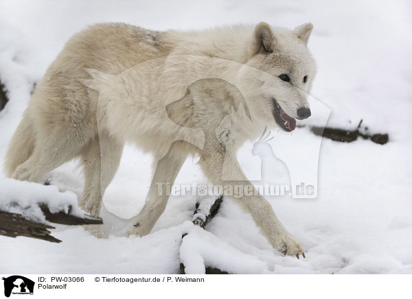 Polarwolf / arctic wolf / PW-03066