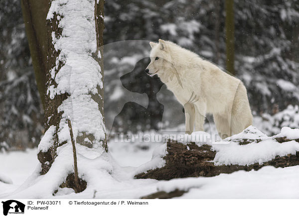 Polarwolf / arctic wolf / PW-03071