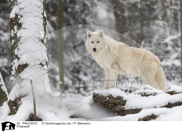 Polarwolf / arctic wolf / PW-03075