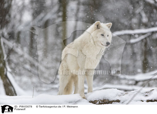Polarwolf / arctic wolf / PW-03078