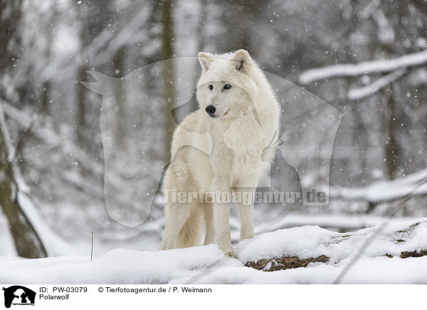 Polarwolf / arctic wolf / PW-03079