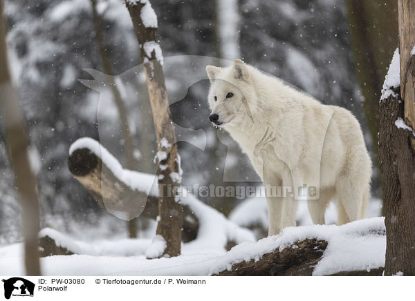 Polarwolf / arctic wolf / PW-03080