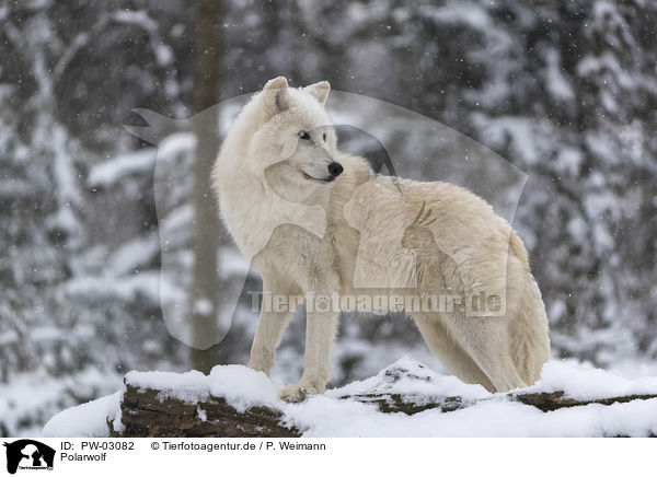 Polarwolf / arctic wolf / PW-03082