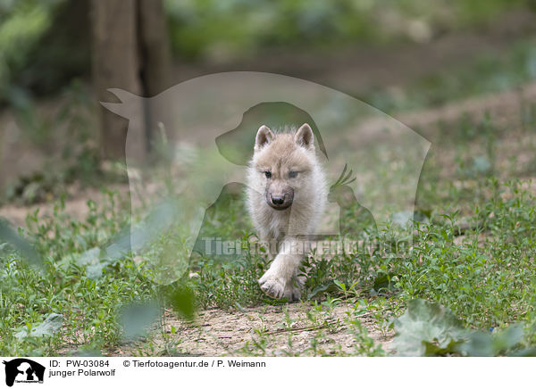 junger Polarwolf / young arctic wolf / PW-03084