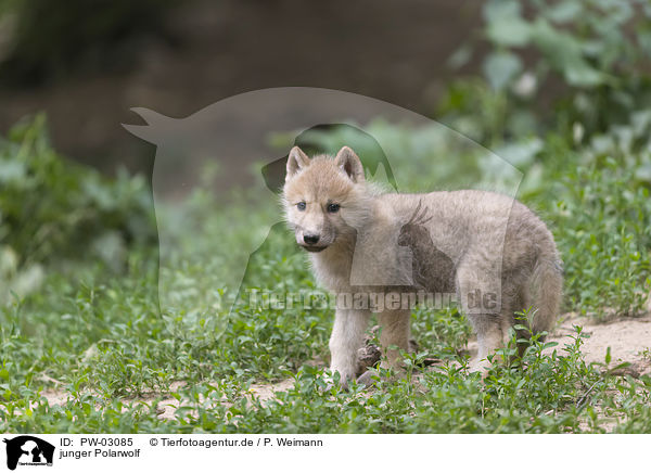 junger Polarwolf / young arctic wolf / PW-03085