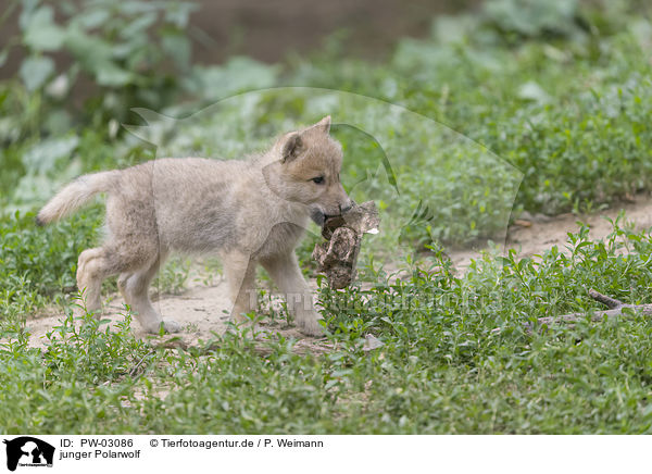 junger Polarwolf / young arctic wolf / PW-03086