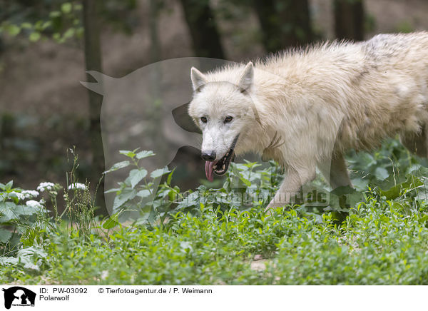 Polarwolf / arctic wolf / PW-03092