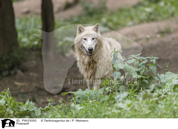 Polarwolf / arctic wolf / PW-03093