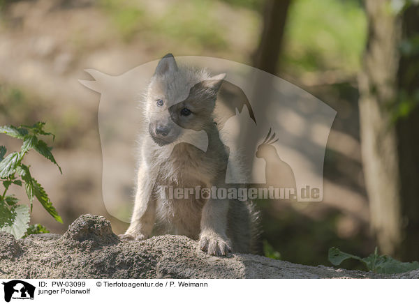 junger Polarwolf / young arctic wolf / PW-03099