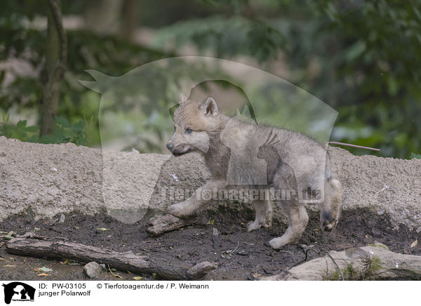 junger Polarwolf / young arctic wolf / PW-03105