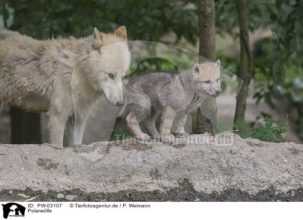 Polarwlfe / arctic wolves / PW-03107