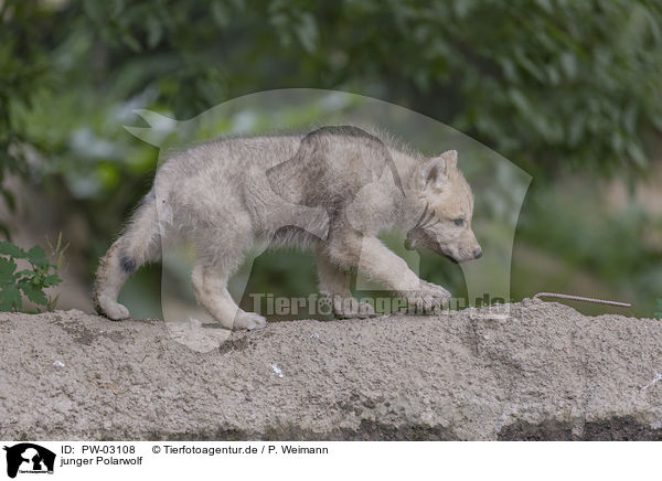 junger Polarwolf / young arctic wolf / PW-03108