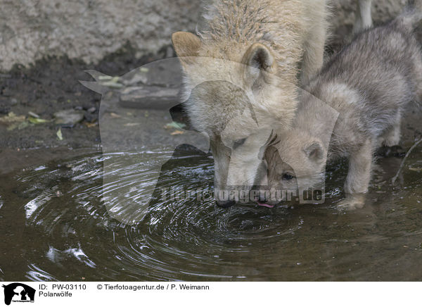 Polarwlfe / arctic wolves / PW-03110