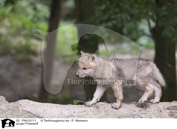 junger Polarwolf / PW-03111