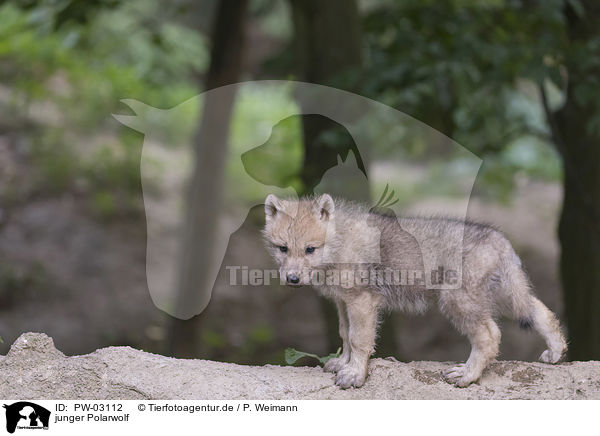 junger Polarwolf / young arctic wolf / PW-03112