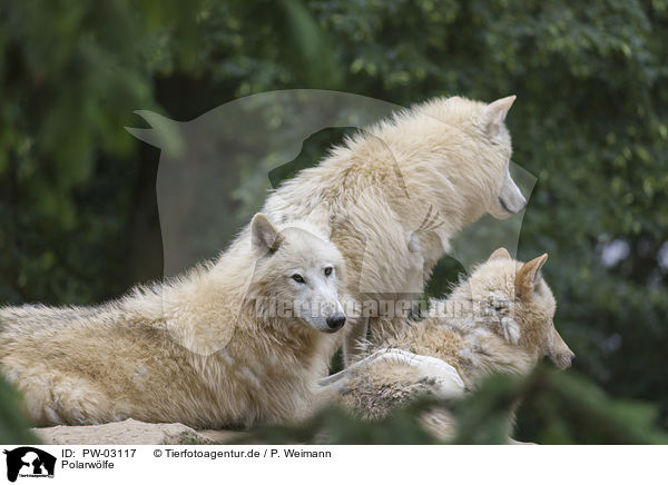 Polarwlfe / arctic wolves / PW-03117