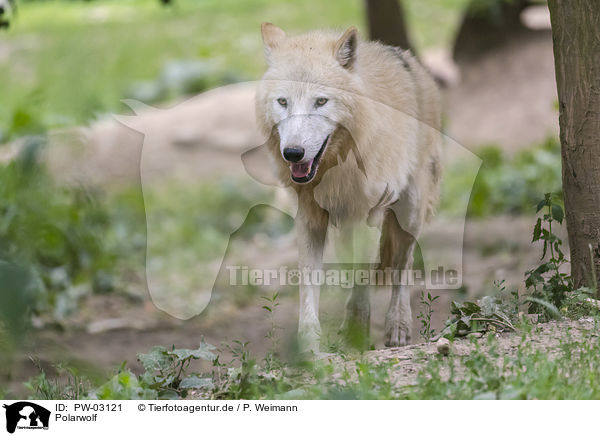 Polarwolf / PW-03121