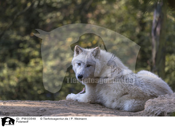 Polarwolf / PW-03548