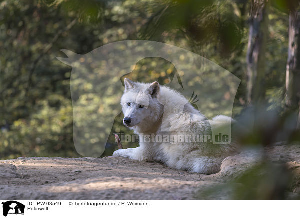 Polarwolf / PW-03549