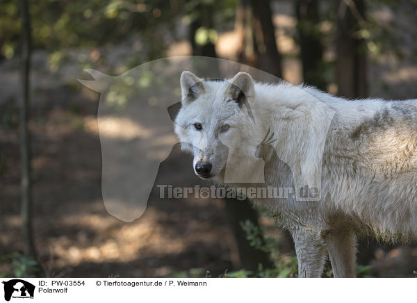 Polarwolf / arctic wolf / PW-03554