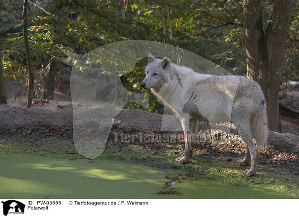Polarwolf / PW-03555