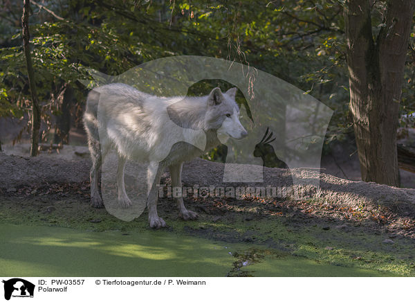 Polarwolf / arctic wolf / PW-03557