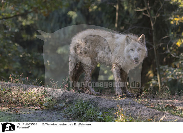 Polarwolf / PW-03561