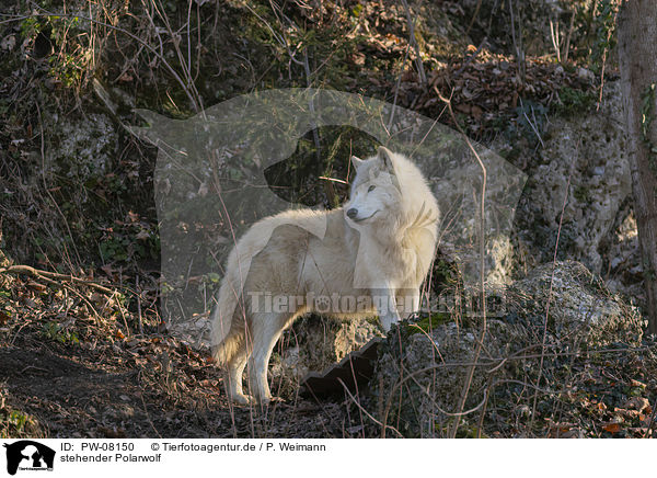 stehender Polarwolf / standing Arctic Wolf / PW-08150