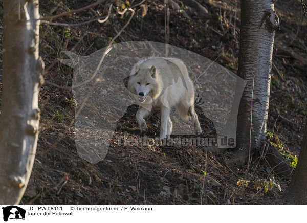 laufender Polarwolf / PW-08151