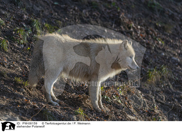 stehender Polarwolf / PW-08159