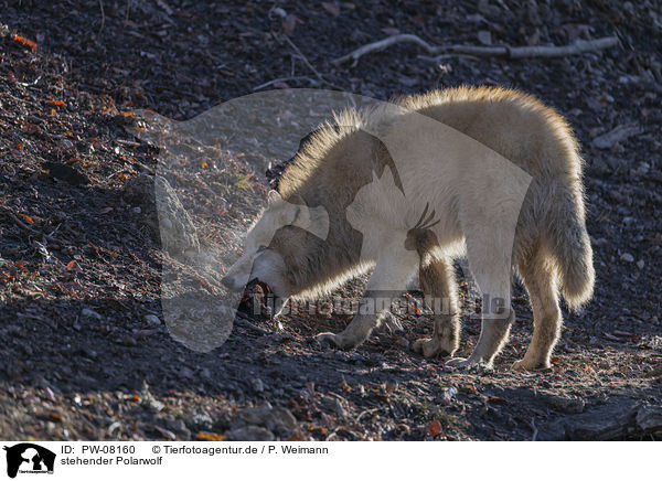 stehender Polarwolf / PW-08160