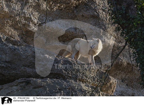 stehender Polarwolf / standing Arctic Wolf / PW-08164