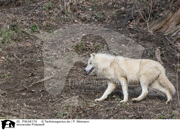 rennender Polarwolf / running  Arctic Wolf / PW-08179