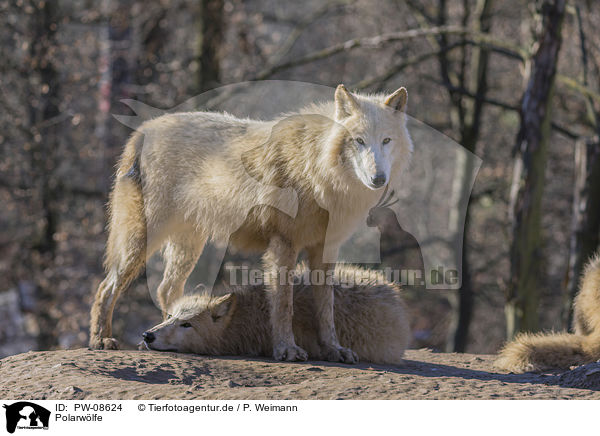 Polarwlfe / PW-08624