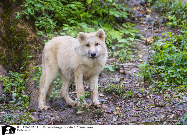Polarwolf / arctic wolf / PW-10181