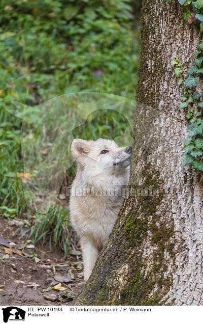 Polarwolf / arctic wolf / PW-10193