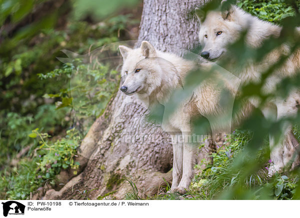 Polarwlfe / arctic wolves / PW-10198