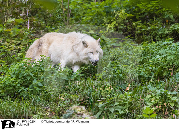 Polarwolf / arctic wolf / PW-10201