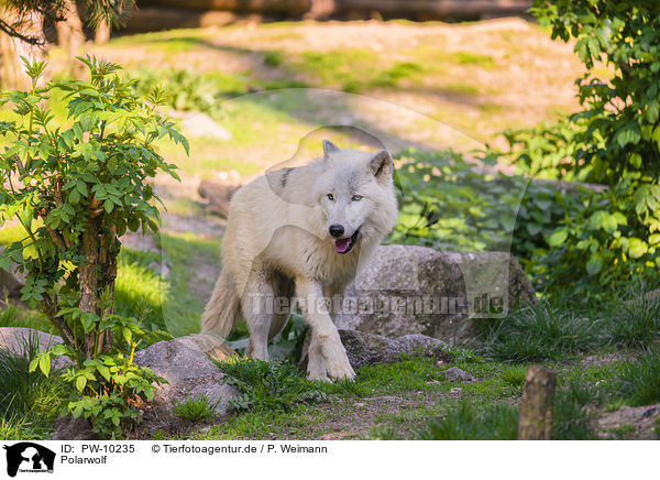 Polarwolf / arctic wolf / PW-10235
